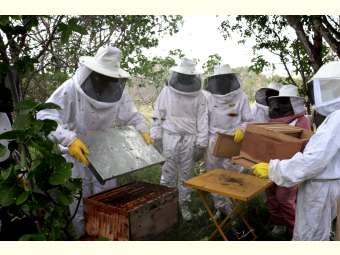 Formação sobre apicultura reúne agricultoras/es de Juazeiro