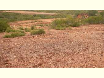 Representante de ONG alerta que desertificação pode inviabilizar a vida de famílias no Semiárido