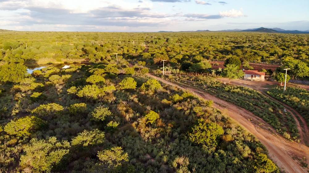 Estado das aves da Caatinga é avaliado - ((o))eco