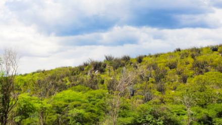 Fortalecimento das comunidades tradicionais contribui para a preservação ambiental no Semiárido