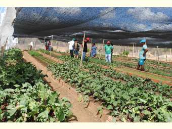 Comunidade Fundo de Pasto de Abaré comemora um ano mantendo Horta Comunitária com água de chuva