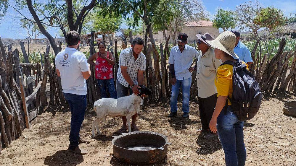 Criação de caprinos e ovinos é destaque da Globo Rural de junho/julho