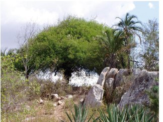 Umbuzeiro